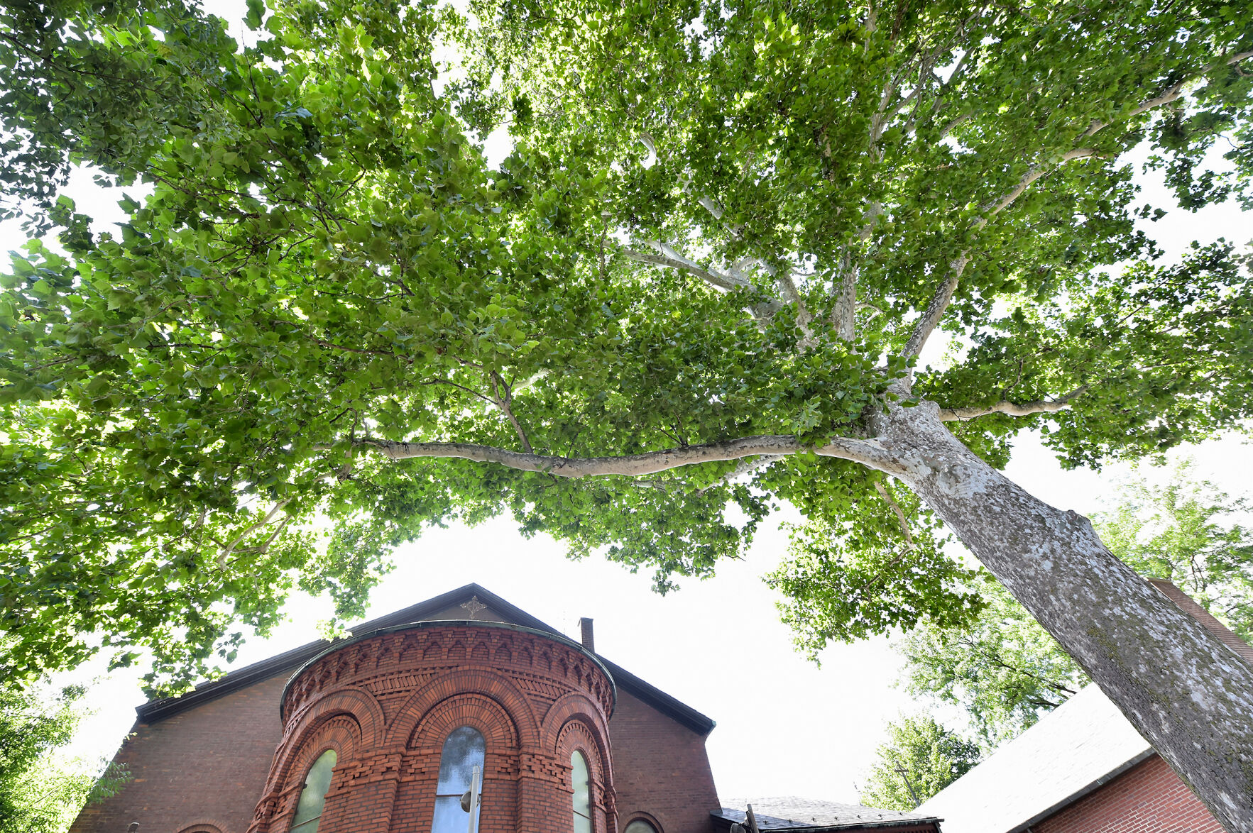 Sycamore tree